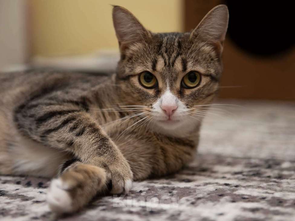 Кошки в Москве: Кошечка ищет семью Девочка, 10 руб. - фото 7