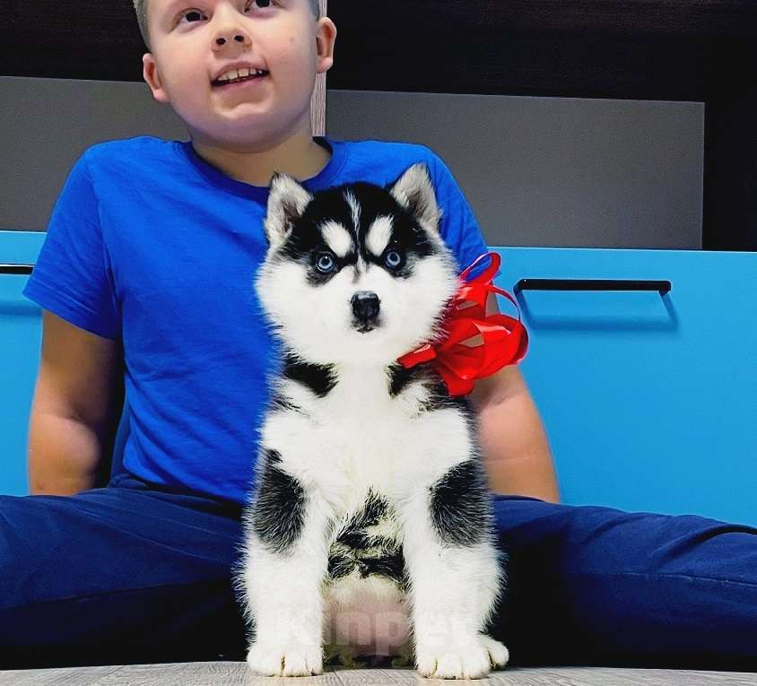 Собаки в Барнауле: Хаски Щенки Разных окрасов Разнополые, Бесплатно - фото 1