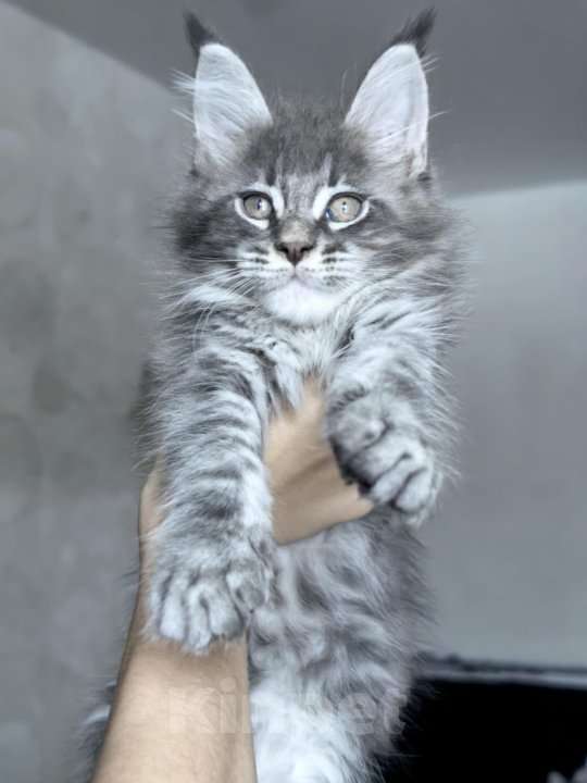 Кошки в Химках: Котята мейкуны полидакты Мальчик, Бесплатно - фото 5