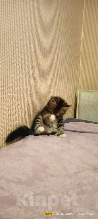 Кошки в Санкт-Петербурге: Мейн куны WCF, М. Новочеркасская, родословная, прививки Девочка, 49 000 руб. - фото 1