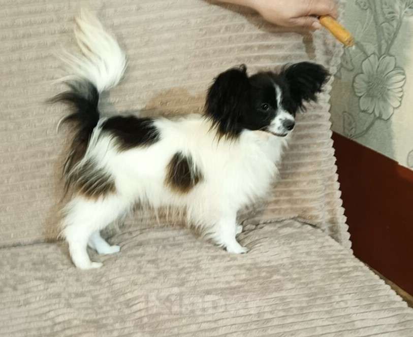 Собаки в Анапе: континентальный той спаниель мальчики и девочки Мальчик, Бесплатно - фото 2