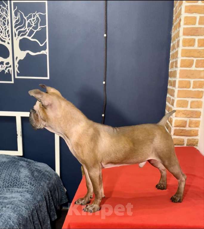 Собаки в Москве: Китайский чунцин Мальчик, 250 000 руб. - фото 2