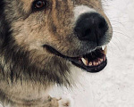 Собаки в Москве: Платон ищет дом Мальчик, Бесплатно - фото 3