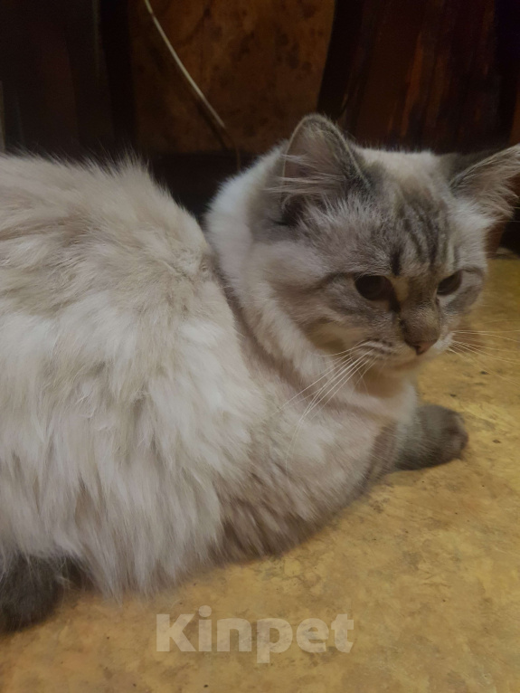 Кошки в Санкт-Петербурге: Молоденький котик-невачок по имени Криптус готов к вязкам! Мальчик, 3 000 руб. - фото 1