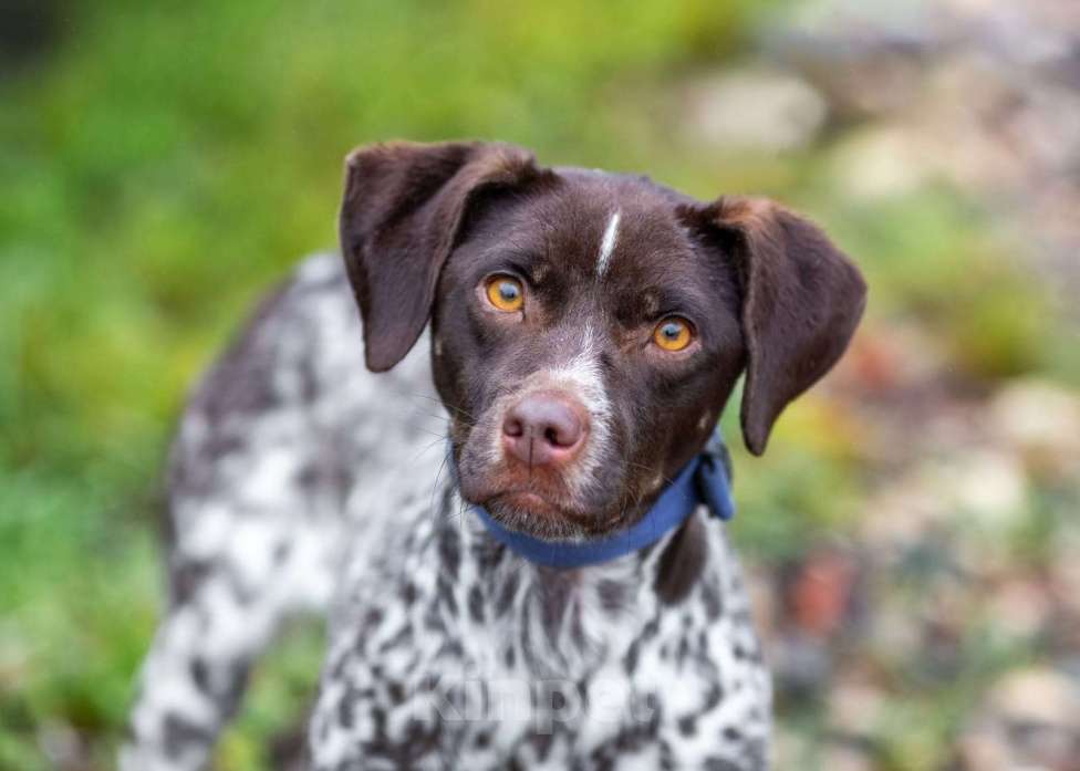 Собаки в других городах Московской области: Осетинка в добрые руки Девочка, Бесплатно - фото 9