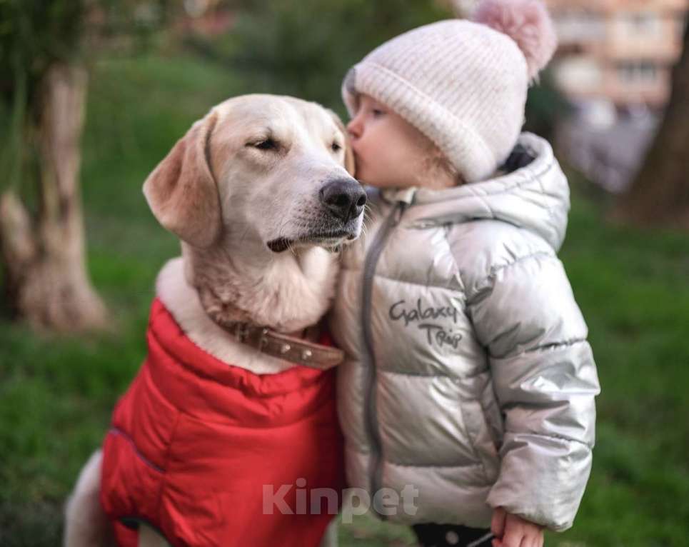 Собаки в других городах Краснодарского края: Добрейшая собака Челси в добрые ручки  Девочка, Бесплатно - фото 5