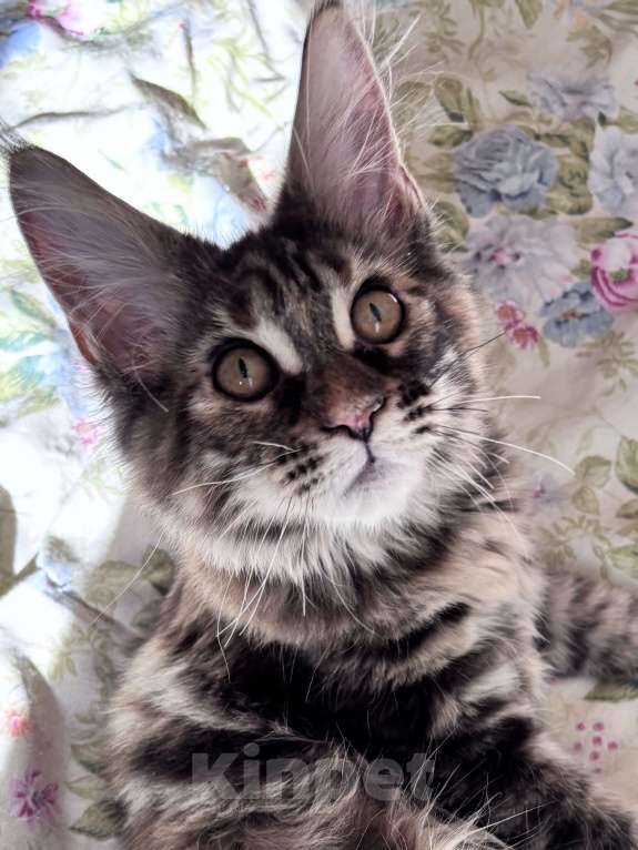 Кошки в Петергофе: Крупная девчоночка Девочка, 40 000 руб. - фото 6