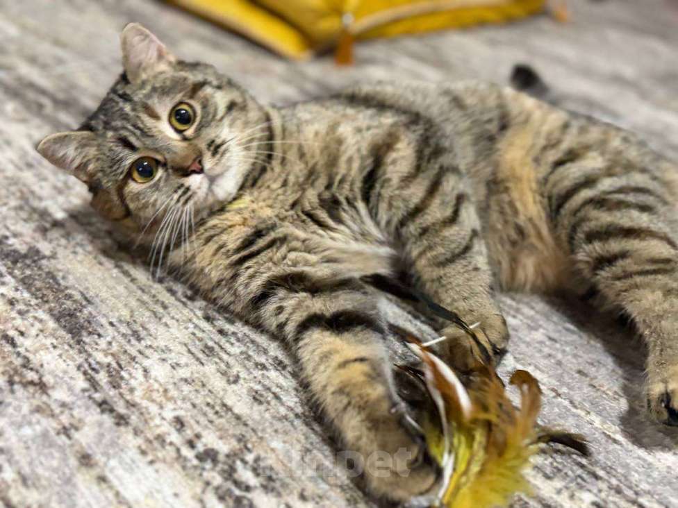 Кошки в Москве: Красотка Клео, очень красивый котёнок! Девочка, Бесплатно - фото 2