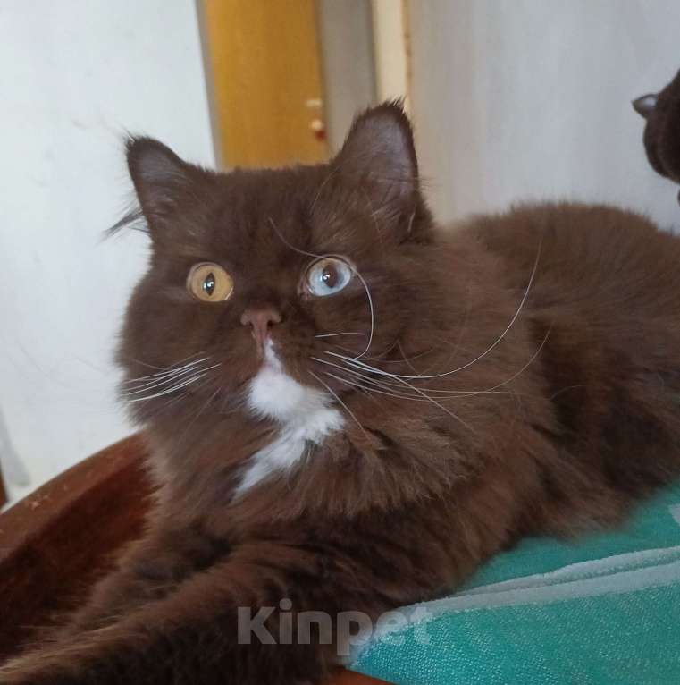 Кошки в Подольске: Британская кошка Мальчик, Бесплатно - фото 2