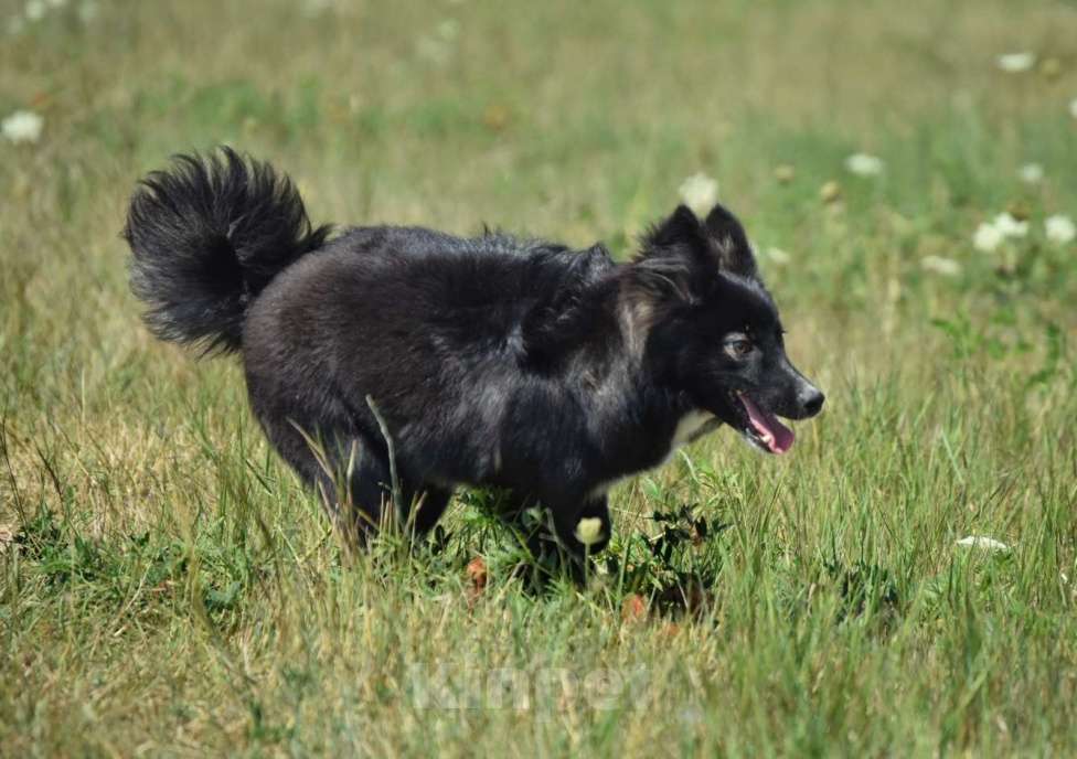 Собаки в Москве: Ненецкая оленегонная лайка. Кобель YUYDI. Мальчик, 50 000 руб. - фото 3