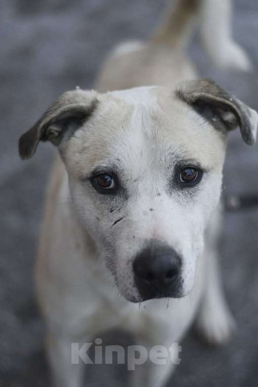 Собаки в Москве: Илай живет в приюте, ему нужна семья Мальчик, Бесплатно - фото 5