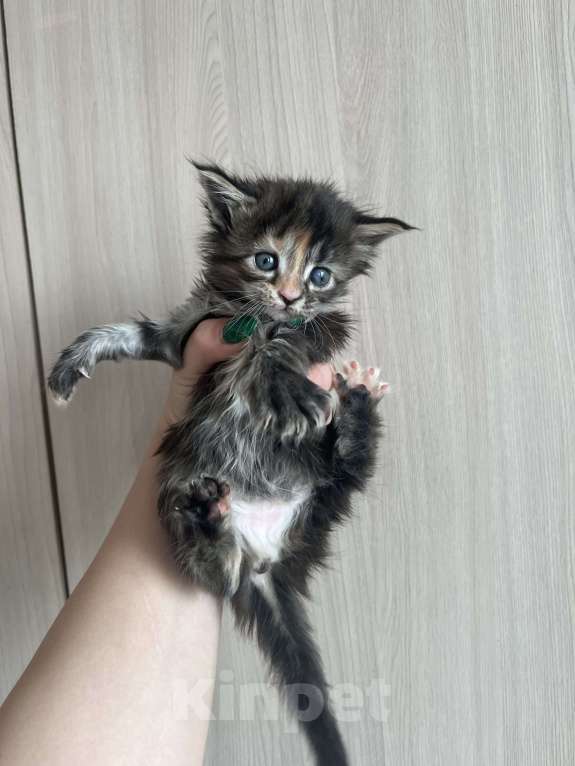 Кошки в других городах Брянской области: Девочка  Девочка, 6 000 руб. - фото 3