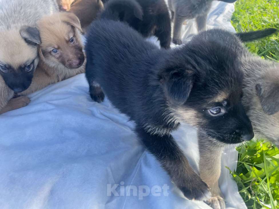 Собаки в Москве: Щенки немецкой овчарки Мальчик, 5 000 руб. - фото 4