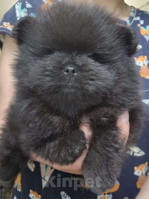 Собаки в Самаре: МАЛЫШИ  Девочка, 60 000 руб. - фото 2