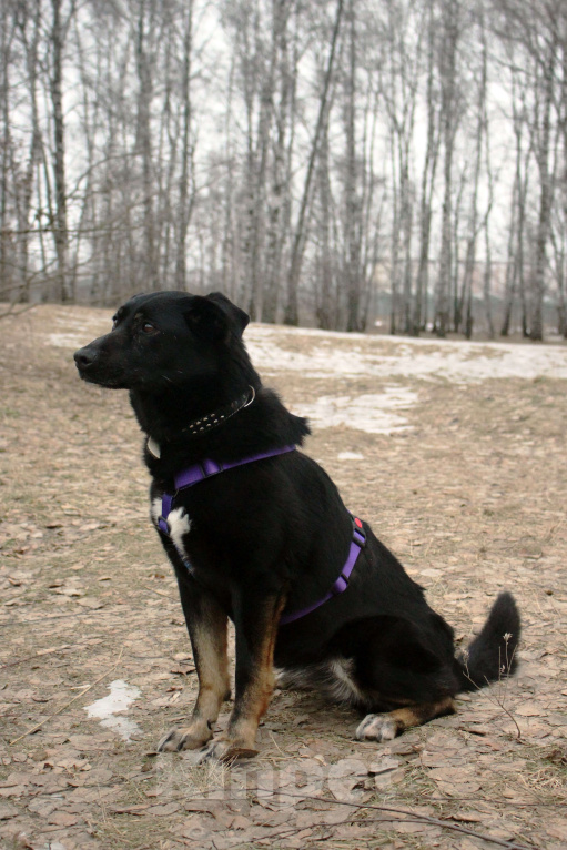 Собаки в Москве: Замечательные брюнетки Девочка, Бесплатно - фото 6