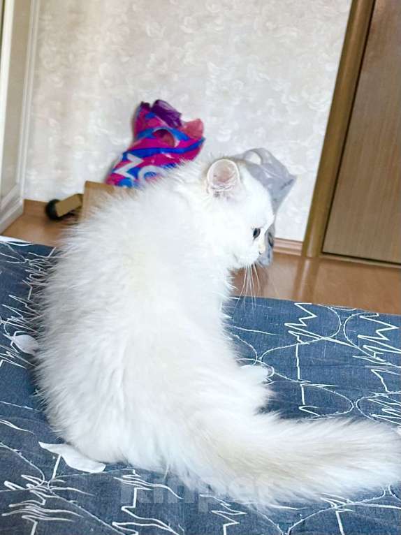 Кошки в Москве: Красавицы кошечки , снежное золото  Девочка, 22 000 руб. - фото 10