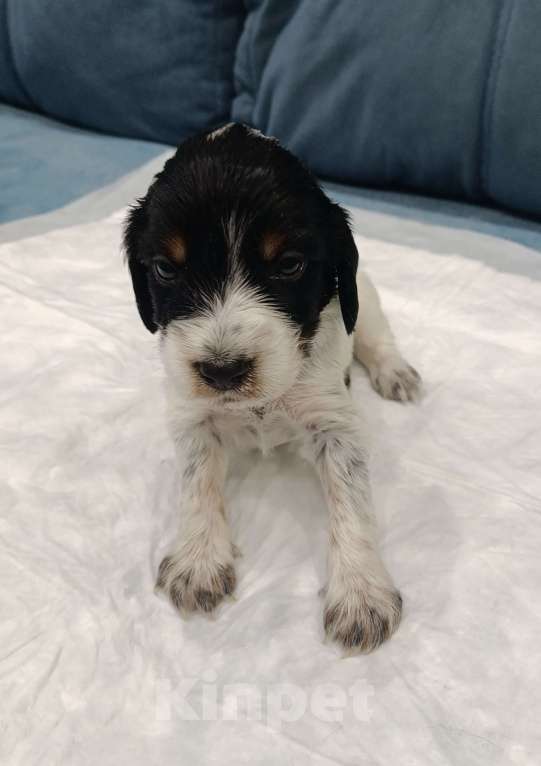 Собаки в других городах Новосибирской области: Мальчик Мальчик, 10 000 руб. - фото 1