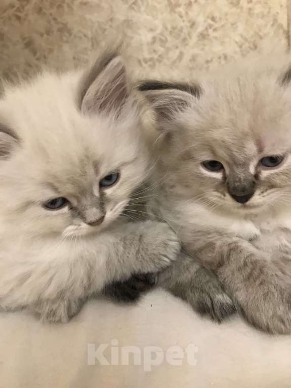 Кошки в Москве: Мальчик, ласковый и умненький малыш, окрас- блю табби пойнт Мальчик, 25 000 руб. - фото 4