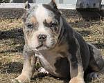 Собаки в Москве: Американский булли щенки покет/стандарт Разнополые, 100 000 руб. - фото 2