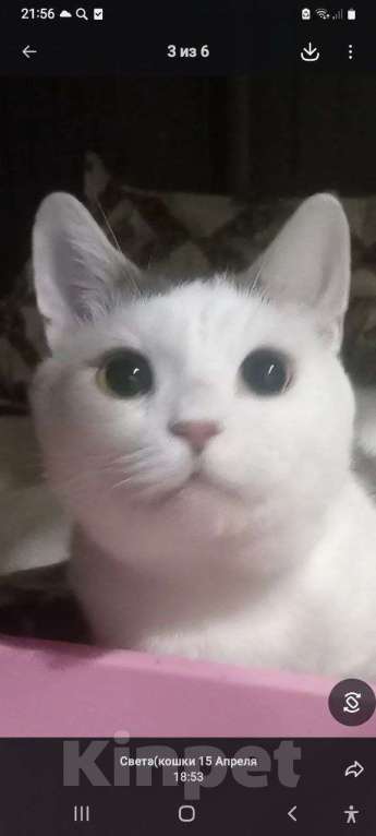 Кошки в Москве: Белый кот с серой “шапочке” Мальчик, Бесплатно - фото 2