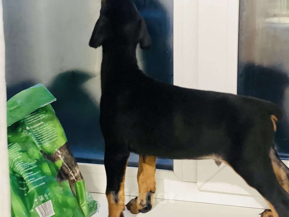 Собаки в Новоалтайске: Мальчуган Мальчик, Бесплатно - фото 3