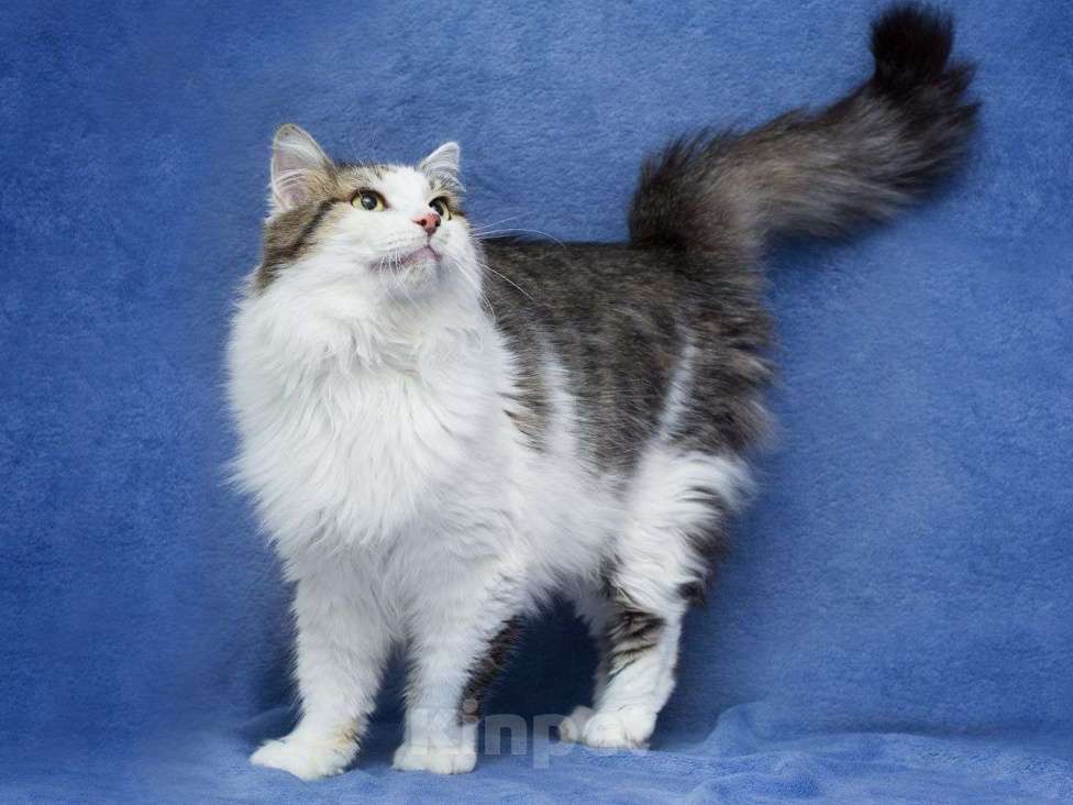 Кошки в Москве: Котик Рулет ищет дом! Мальчик, Бесплатно - фото 3