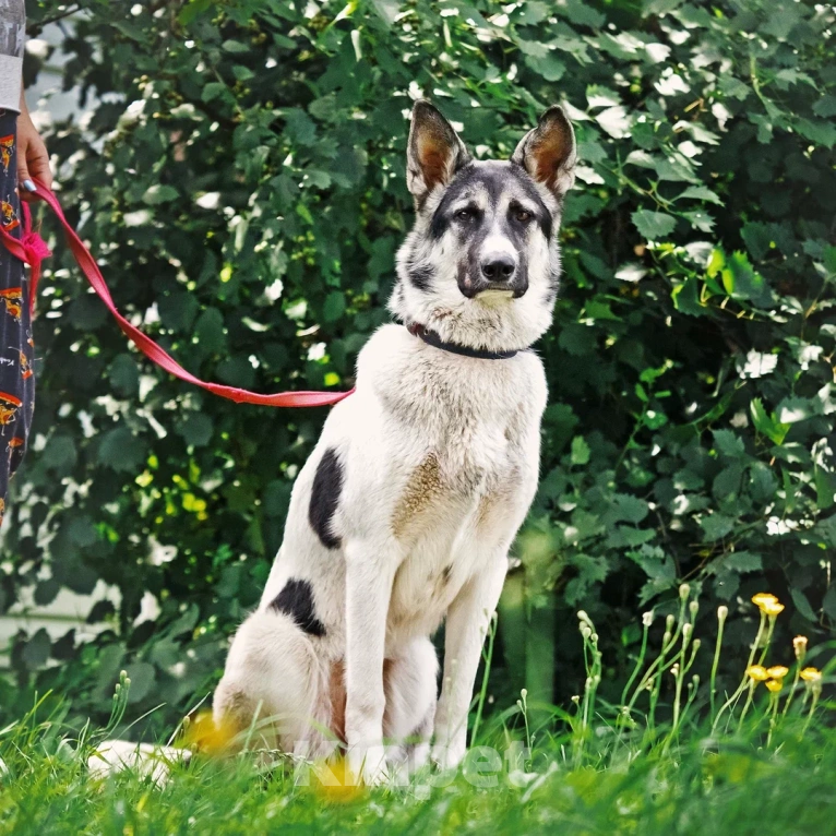 Собаки в Сергиеве Посаде: Аша якутенок Девочка, Бесплатно - фото 8