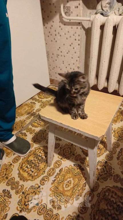 Кошки в Севастополе: Отдам в хорошие руки замечательную девчонку!!!! Девочка, Бесплатно - фото 2