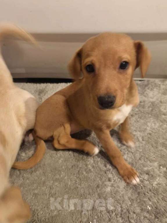 Собаки в других городах Московской области: Щенок Малыша ищет дом Девочка, Бесплатно - фото 2