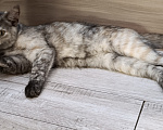Кошки в Краснодаре: Отдам в добрые руки котенка Девочка, Бесплатно - фото 1