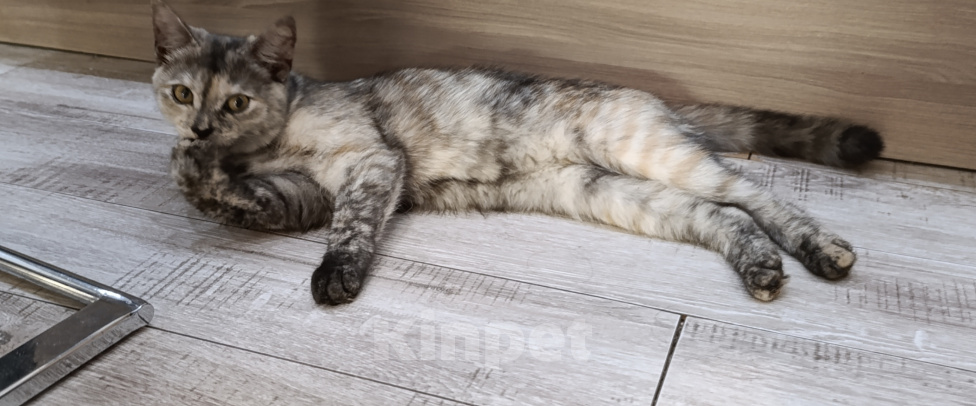 Кошки в Краснодаре: Отдам в добрые руки котенка Девочка, Бесплатно - фото 1