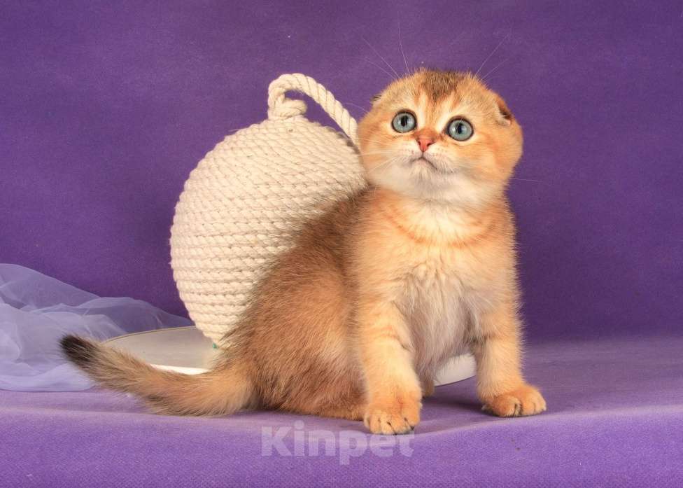 Кошки в Санкт-Петербурге: Золотой мальчик скоттиш фолд Мальчик, 45 000 руб. - фото 6
