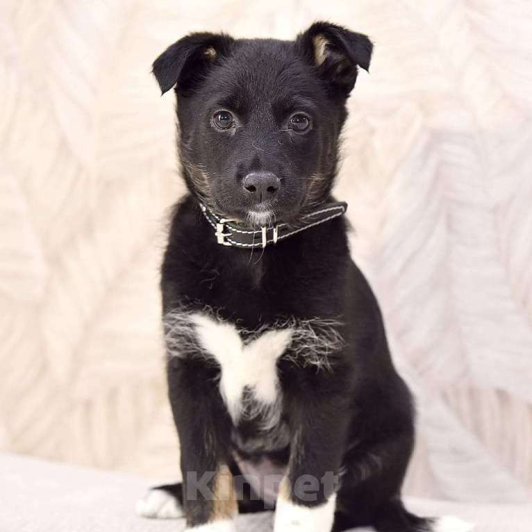 Собаки в Москве: Мила -  бабочка в ваш дом  Девочка, Бесплатно - фото 3