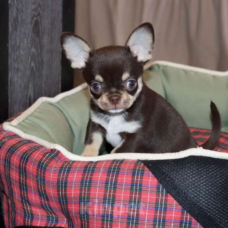 Собаки в Москве: Шоколадная чихуахуа Девочка, 150 000 руб. - фото 4