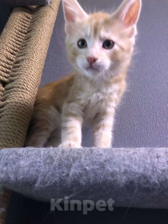 Кошки в Санкт-Петербурге: Персик Мальчик, 15 000 руб. - фото 6