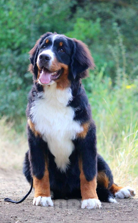 Собаки в Москве: Щенок Бернского зенненхунда Девочка, 200 000 руб. - фото 6