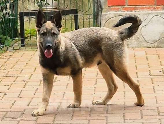 Собаки в Москве: Щенок Тайсон Мальчик, Бесплатно - фото 2