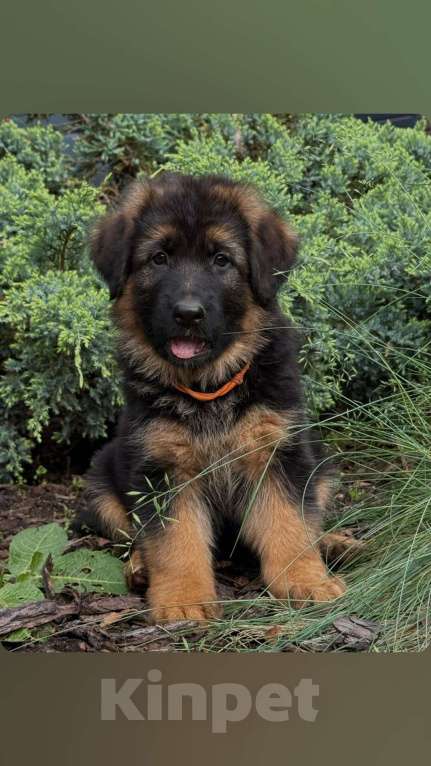 Собаки в Москве: Щенки длинношерстной немецкой овчарки Девочка, 85 000 руб. - фото 3