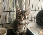 Кошки в Санкт-Петербурге: Ищем дом спасенных  с улицы котят! 🐾 Мальчик, Бесплатно - фото 4
