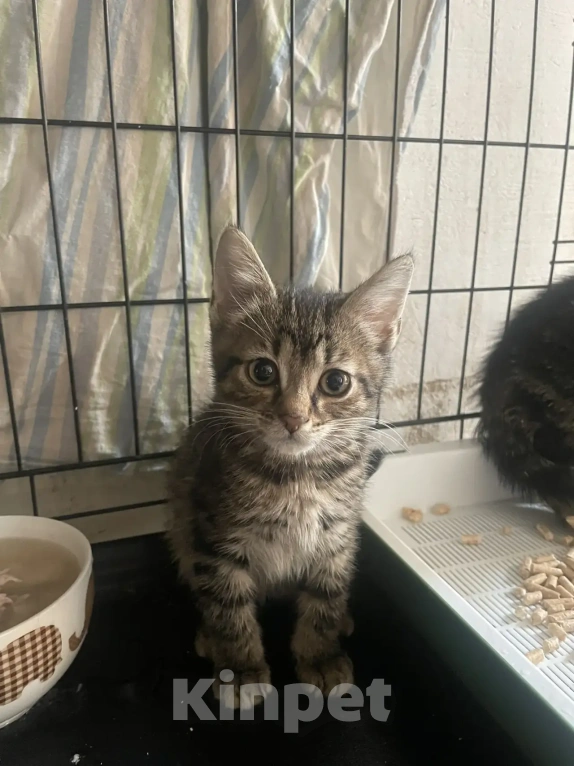 Кошки в Санкт-Петербурге: Ищем дом спасенных  с улицы котят! 🐾 Мальчик, Бесплатно - фото 4