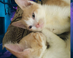 Кошки в Рязани: Отдам всем, кому нужны хорошие домашние питомцы от домашней кошки Мальчик, 250 руб. - фото 1