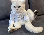 Кошки в Нытве: Кот на Вязку ищут себе невесту на своём территорию, 1 000 руб. - фото 1