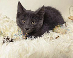 Кошки в Санкт-Петербурге: Русский голубой котенок 2 мес Мальчик, 500 руб. - фото 3