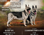 Собаки в Рыбинске: Щенки восточно-европейской овчарки Девочка, 35 000 руб. - фото 1