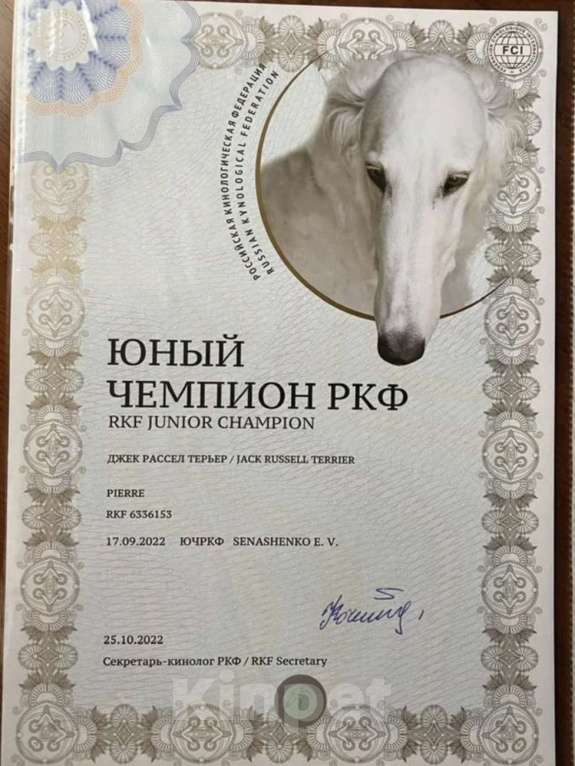 Собаки в Севастополе: Девочки и мальчики Девочка, 30 000 руб. - фото 2