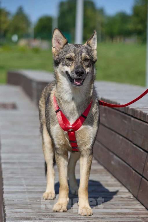Собаки в Москве: Леди — собака, с которой легко и спокойно. Девочка, Бесплатно - фото 4