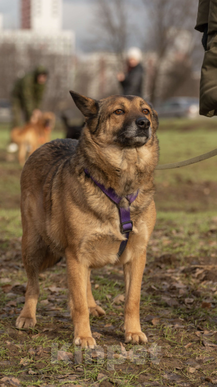 Собаки в Москве: Твист Мальчик, Бесплатно - фото 3