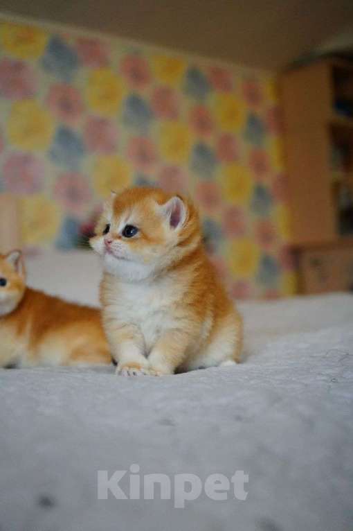 Кошки в Мур: Продажа котенка Британец Девочка, 40 000 руб. - фото 2