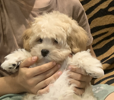 Мальтипу ф1 мальчик