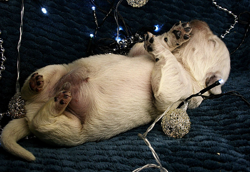 Щенки золотистого ретривера 